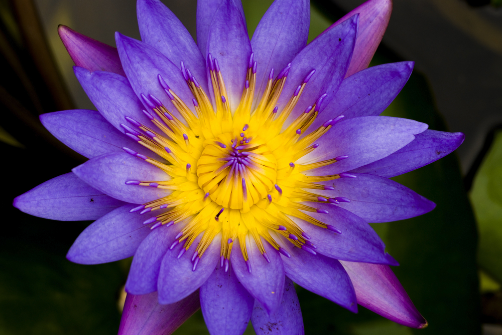 Buddhist Study Group at Urbana-Champaign