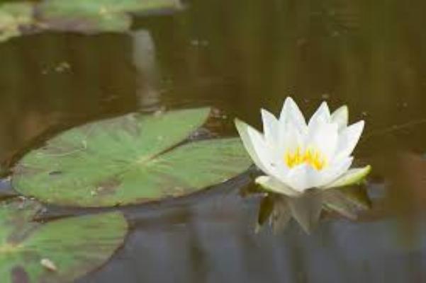 Heart of the Valley Mindfulness Practice Center